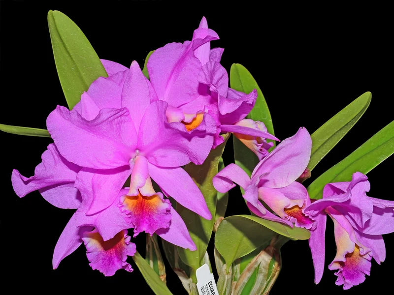 Cattlianthe Memoria Carlos Velasquez 6in orchid