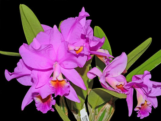 Cattlianthe Memoria Carlos Velasquez 6in orchid