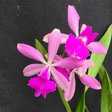 Catyclia Hawaiian Rose