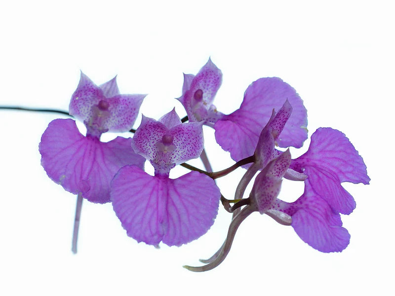 Comparettia Macroplectron