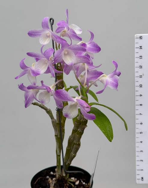 Dendrobium Hamana Lake 'Kuminova'