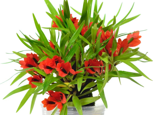Dendrobium vexillarius f. Red 4 in orchid