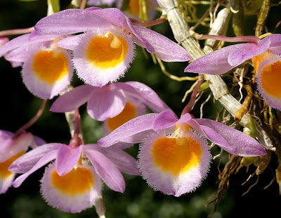 Dendrobium loddigesii MOUNTED orchid