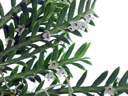 Dichaea Ancoraelabia
