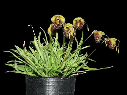 Diodonopsis Erinacea