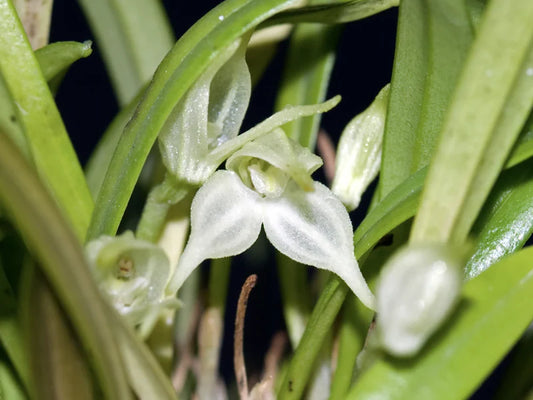 Diodonopsis Pygmaea