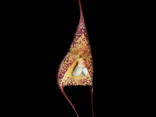 Dracula Bella 4 in orchid