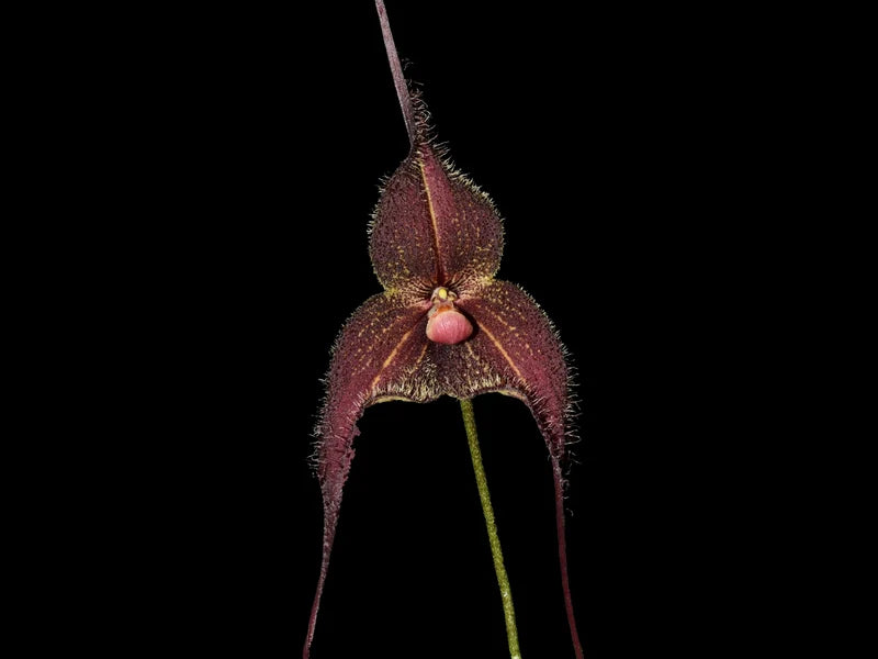 Dracula Chiroptera 4 in orchid