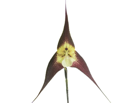 Dracula tubeana 4 inch orchid