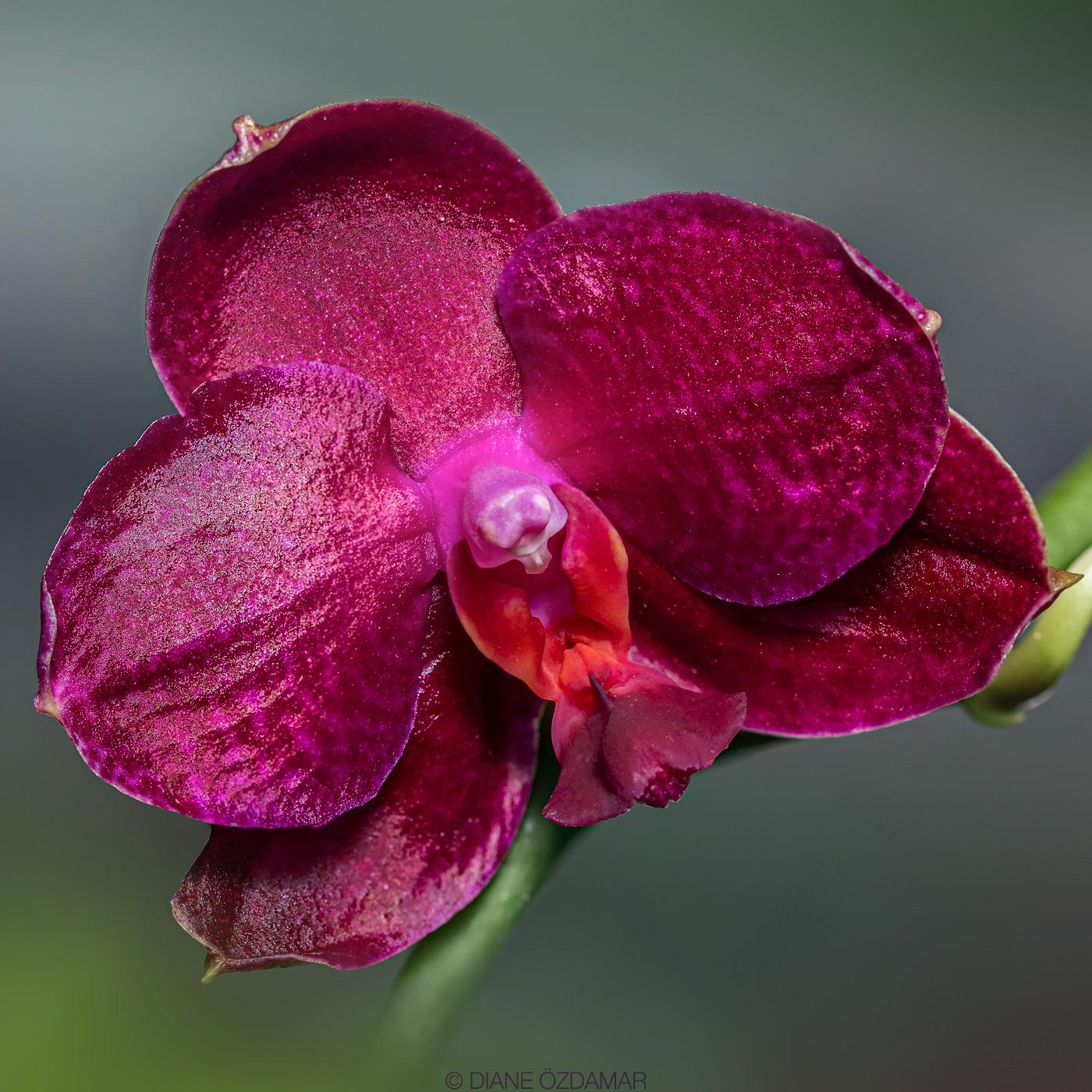 Phal. Sogo Relex '1661' orchid