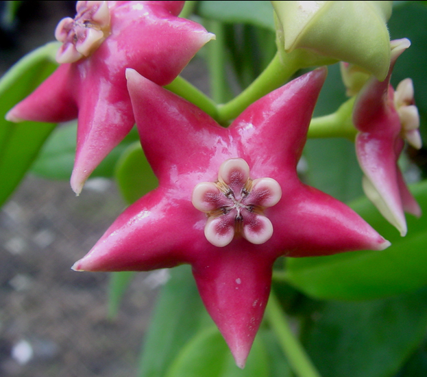 Hoya coronaria pink flower