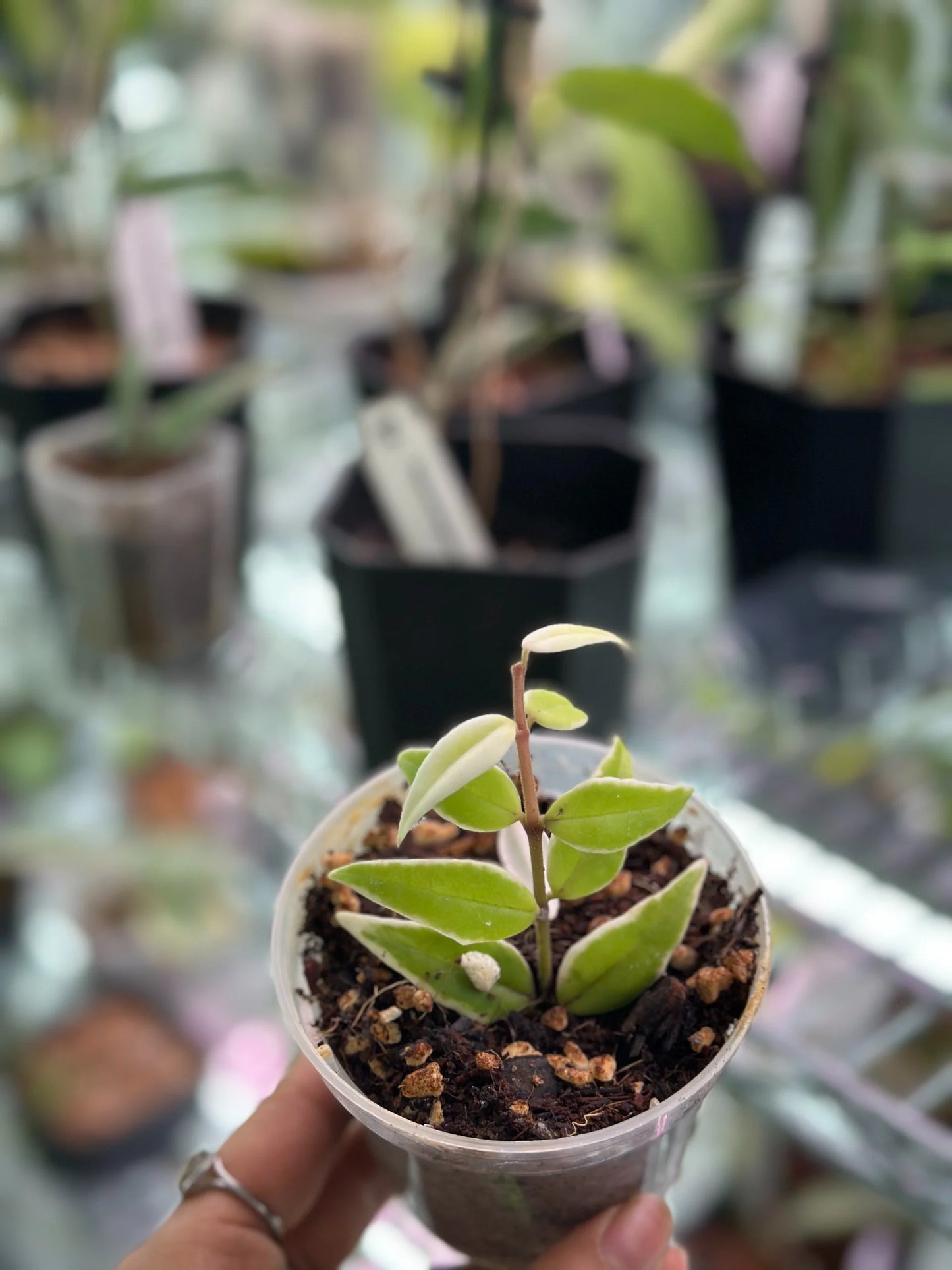 Hoya bella albomarginata (Outer Variegated)