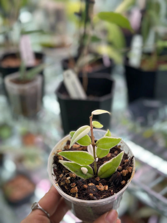 Hoya bella albomarginata (Outer Variegated)