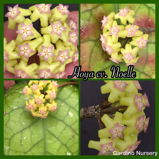 Hoya cv. Noelle