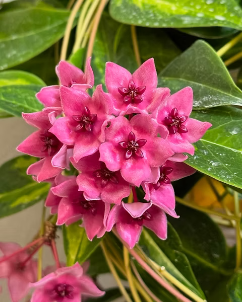 Hoya dennisii