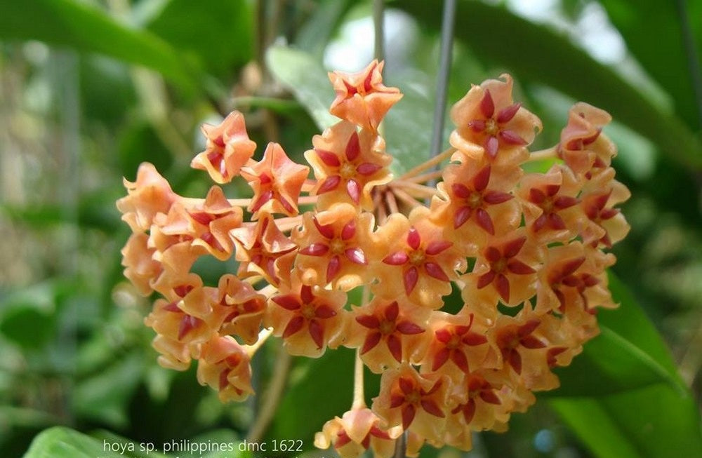 Hoya sp. philippines