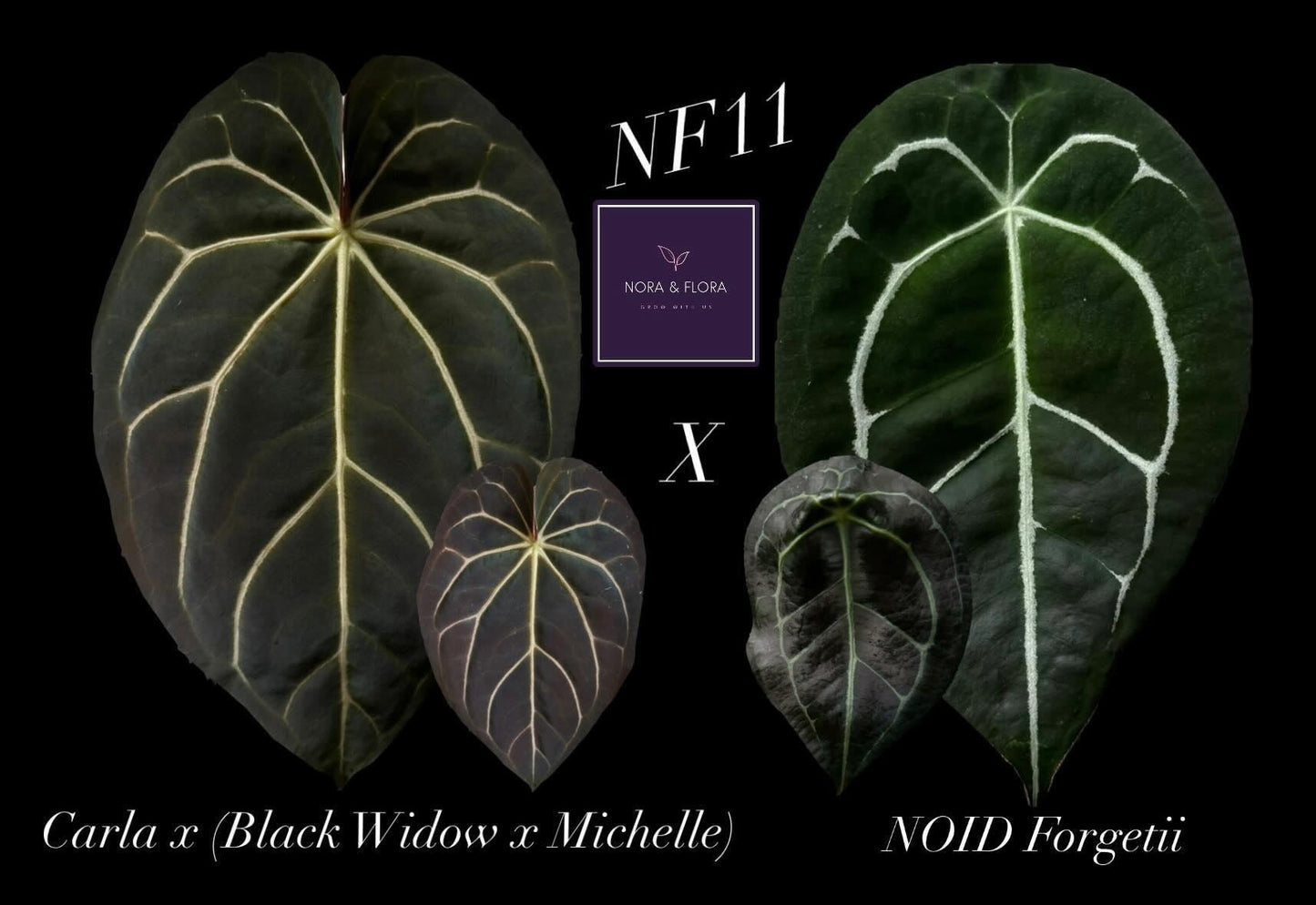 Anthurium Carla x (Black Widow x Michelle) x NoID Forgetii