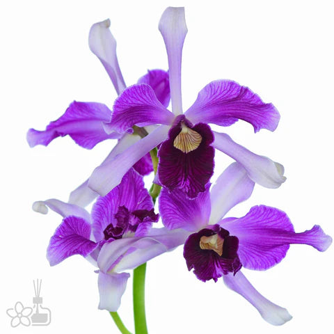 LAELIA PURPURATA VAR ATROPURPUREA