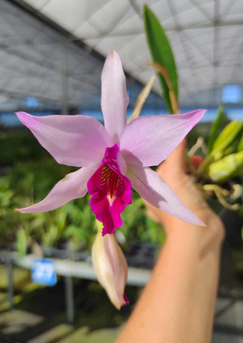 Laelia Anceps mounted on cork