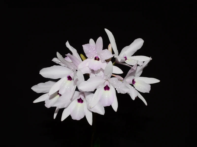 Laelia rubescens f. Semialba mounted on cork