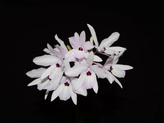 Laelia rubescens f. Semialba mounted on cork