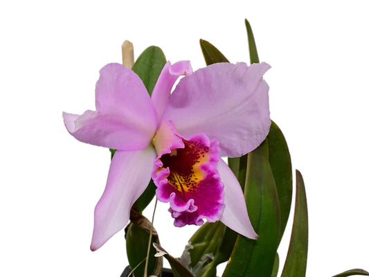 Laeliocattleya Caligula 6 inch orchid