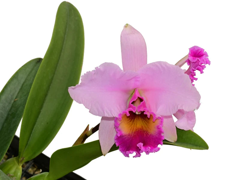 Laeliocattleya Nina Portilla 6 in orchid