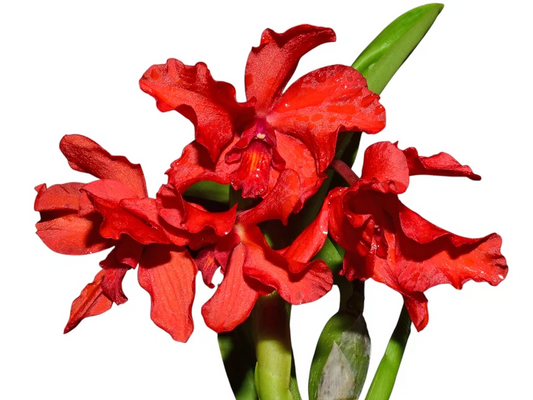 Laeliocattleya Santa Barbara 6in orchid