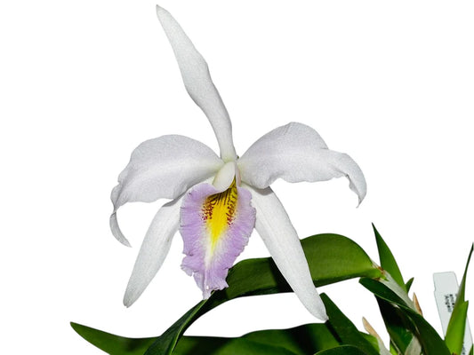Laeliocattleya Uzhupud Night f. coerulea mounted on cork