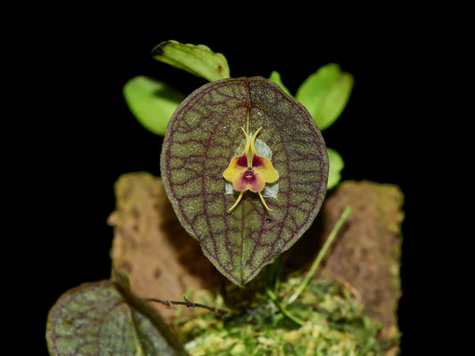Lepanthes Saltatrix