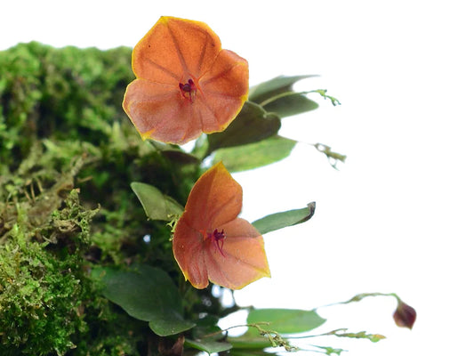 Lepanthes Telipogoniflora