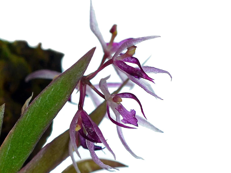 Macroclinium Borjaense