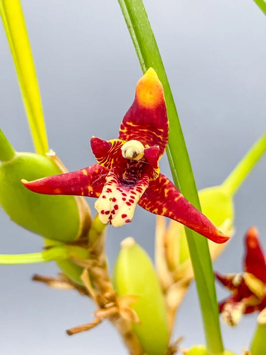 XXL Maxillaria tenuifolia 6 in pot orchid