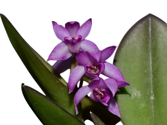 Meiracyllium Trinasutum