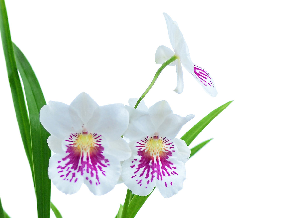 miltoniopsis phalaenopsis john leathers