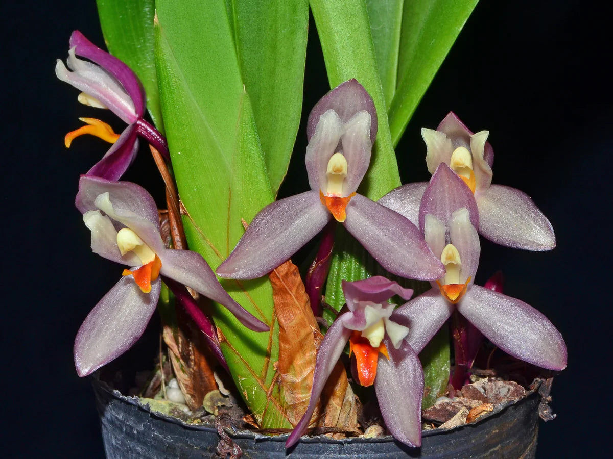 Mormolyca Richii