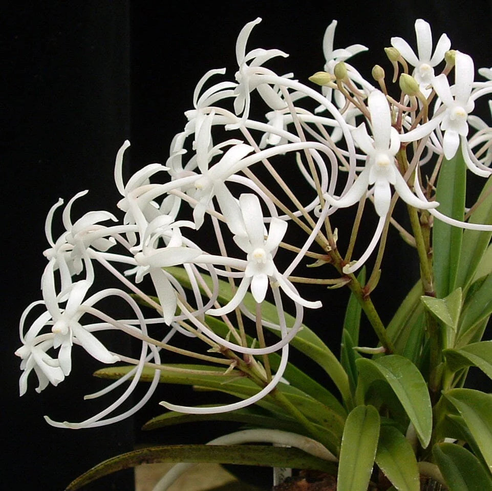 Neofinetia(Vanda) falcata