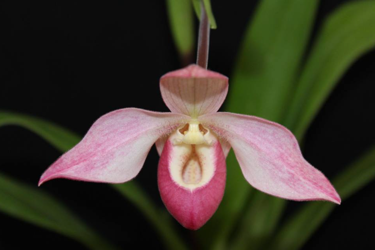 Phragmipedium Elizabeth March orchid
