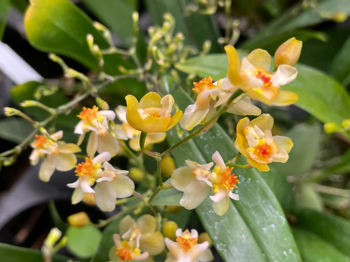 Oncidium Twinkle Fragrance variegated  orchid