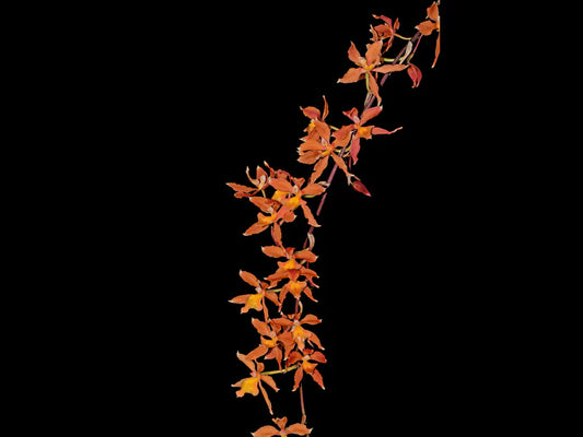 Oncidium Kiss Me