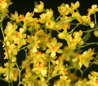 Oncidium Twinkle 'Yellow Fantasy'