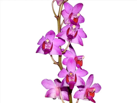 PHALAENOPSIS PULCHERRIMA VAR. REGNIERIANA