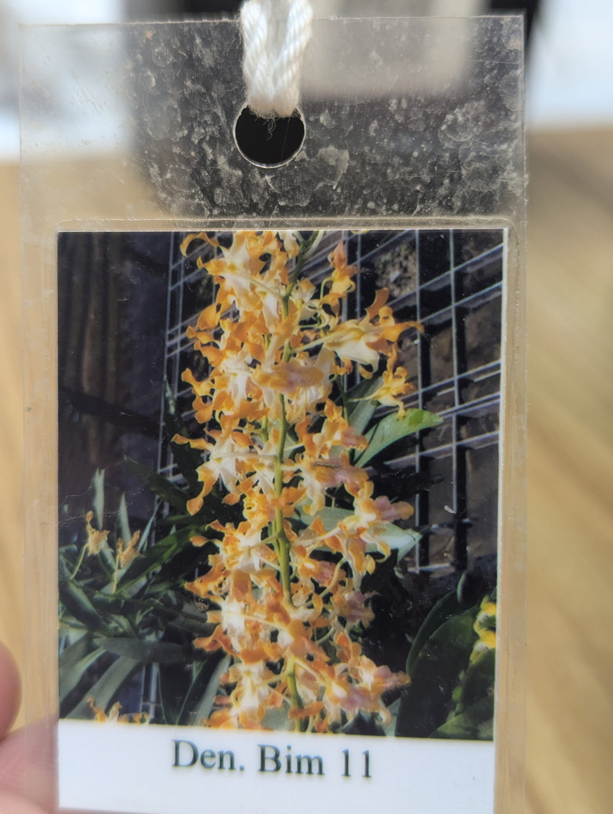 Dendrobium Bim 11 Orchid