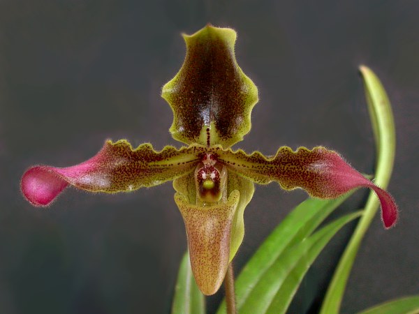 Paphiopedilum Hirsutissimum