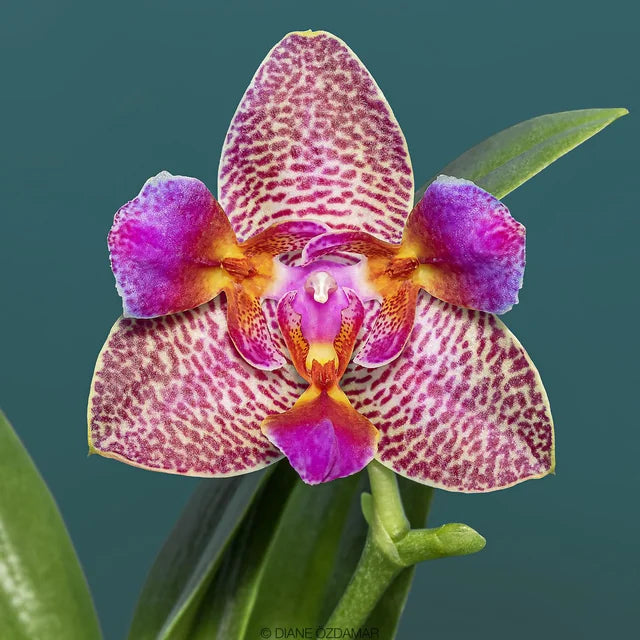 Phalaenopsis Joy Fairy Tale 'Peloric' orchid