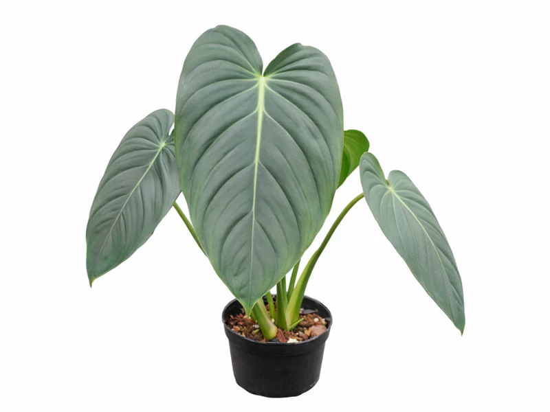 Philodendron pastazanum x Philodendron melanochrysum