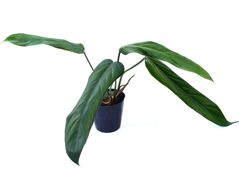 Philodendron Asplundii
