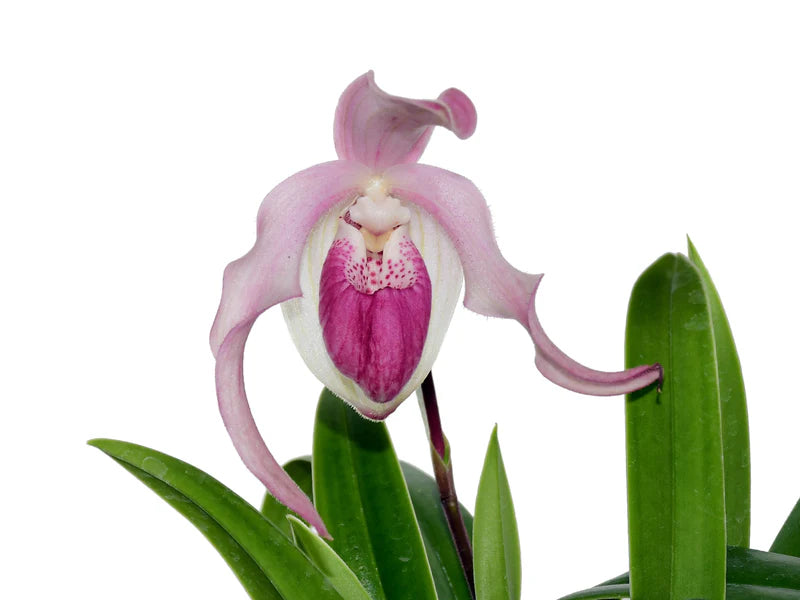 Phragmipedium Gerardo Guachisaca orchid