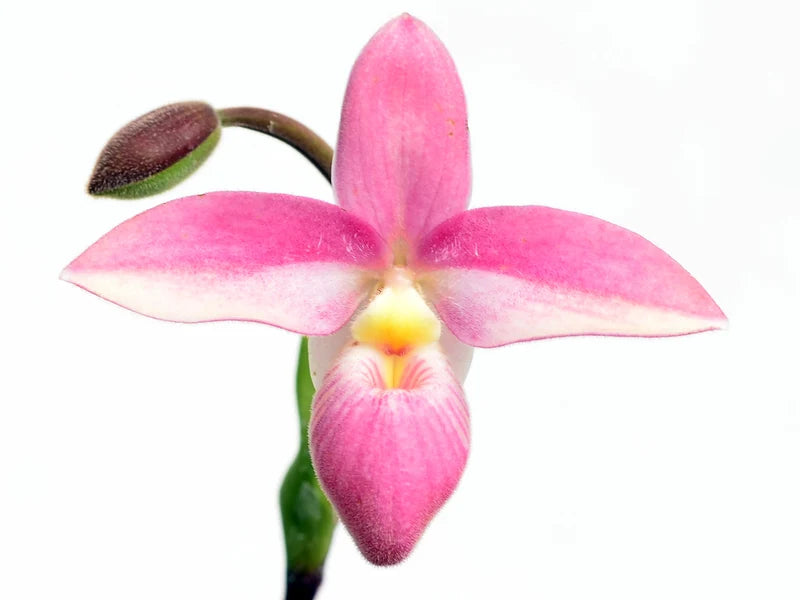Phragmipedium Hybrid (Hanne Popow [Phrag. schlimii x besseae var. dalessandroi])