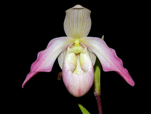 Phragmipedium Little Duck orchid